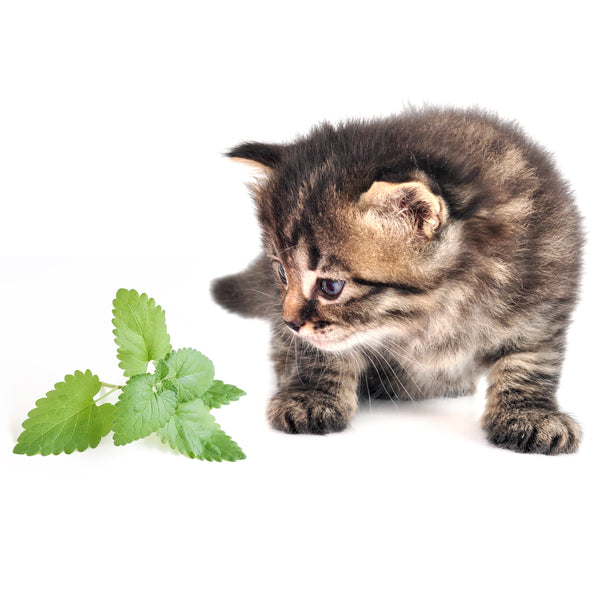 Kitten sniffing catnip leaf MrsCopyCat